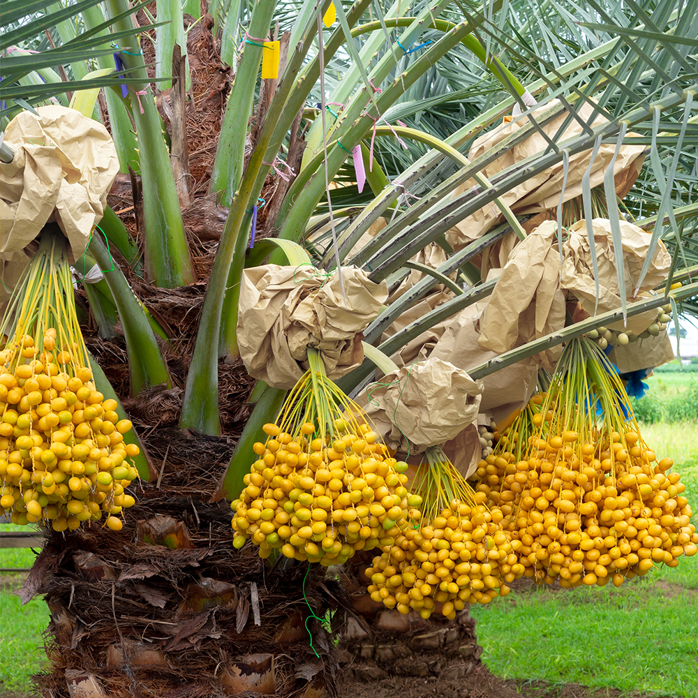 How to Grow and Care for Date Palm Trees